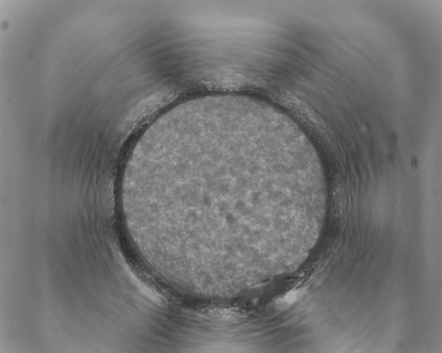 X0000088390638200706121211