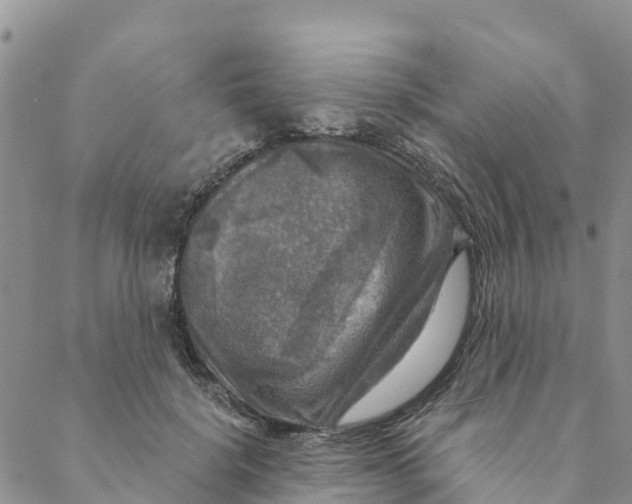 X0000088390652200706121211