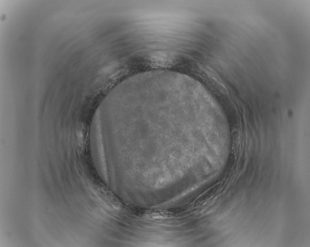 X0000088390655200706121211