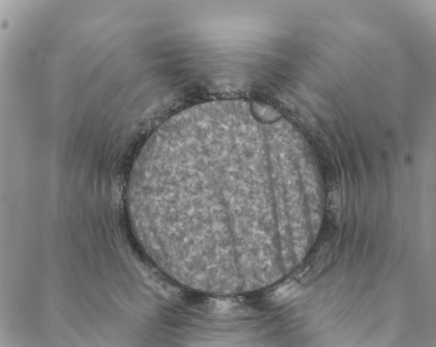 X0000088390662200706121211