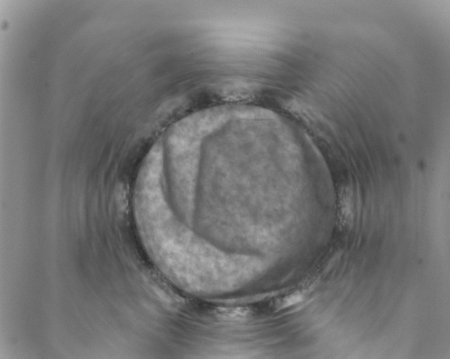 X0000088390667200706121211