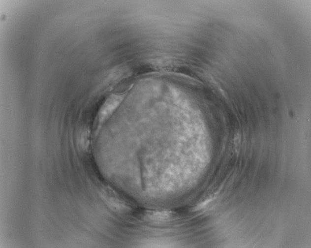 X0000088390671200706121211