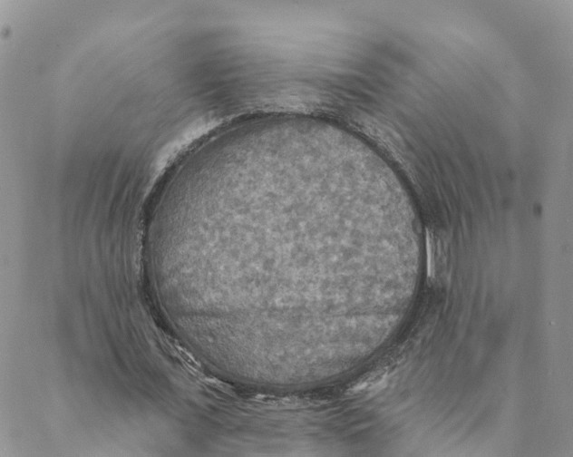 X0000088390675200706121210