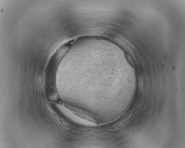 X0000088390676200706121210