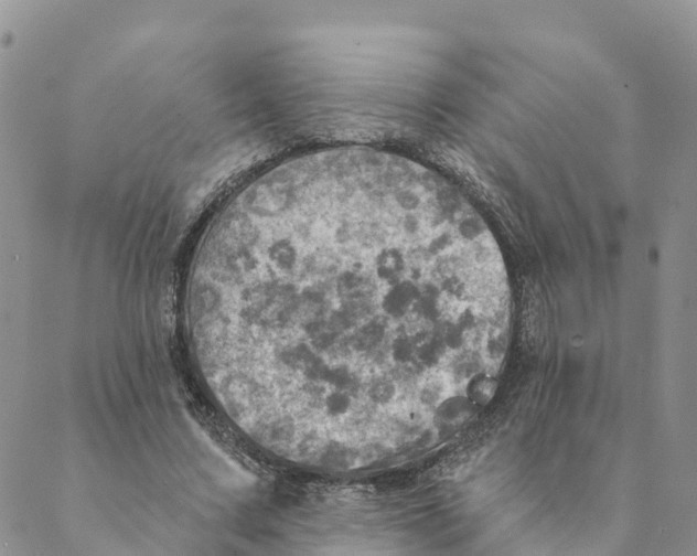 X0000088390683200706121210