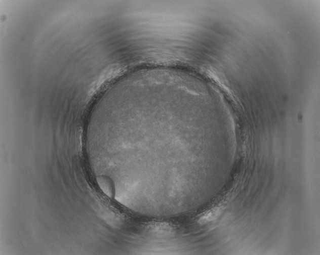 X0000088390685200706121210