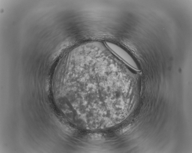 X0000088390687200706121210