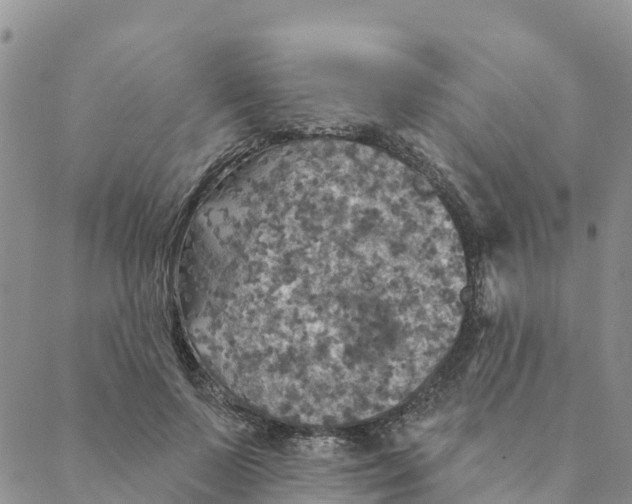 X0000088390695200706121210