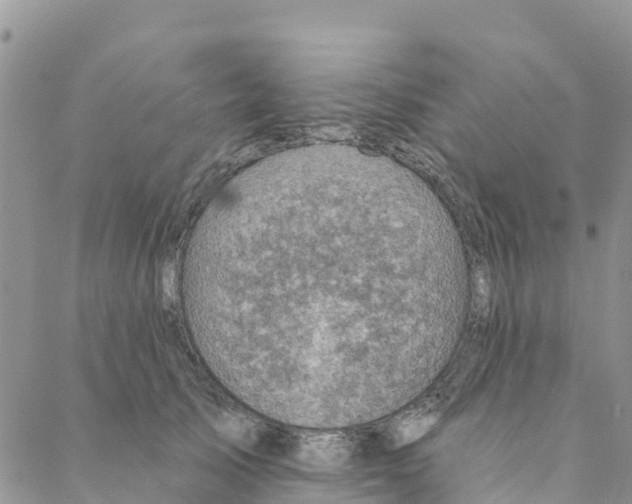 X0000088390705200706121210