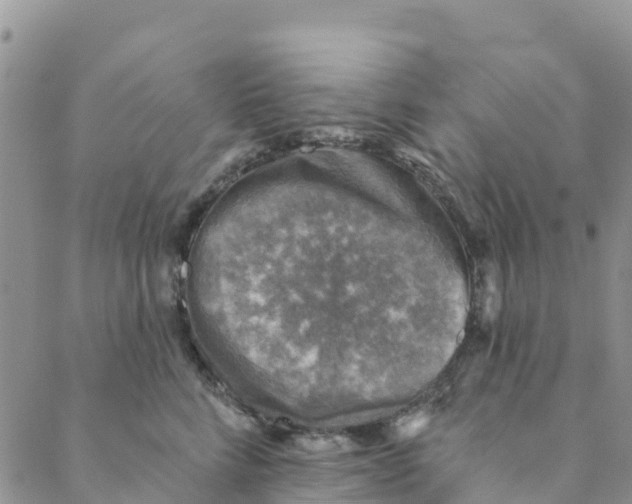 X0000088390712200706121210