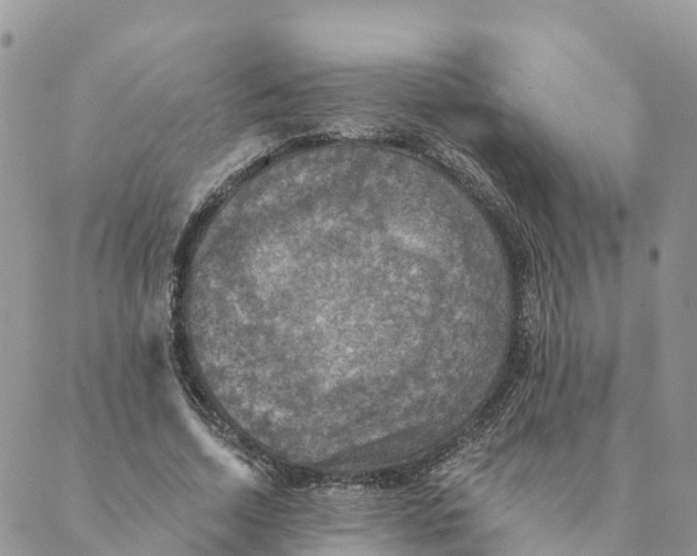 X0000088390730200706121209