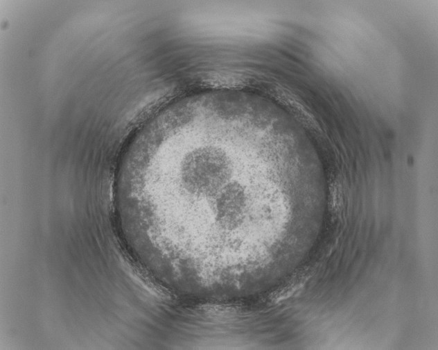 X0000088390733200706121209