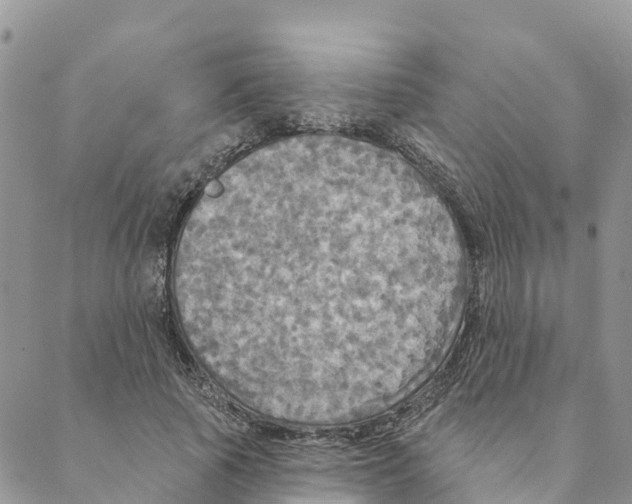 X0000088390737200706121209