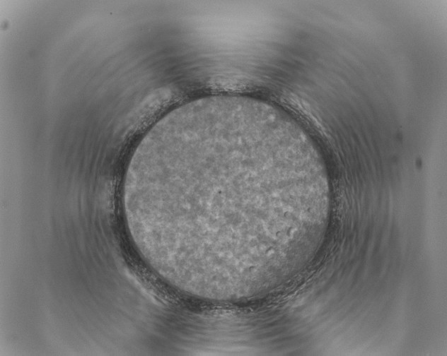 X0000088390738200706121209