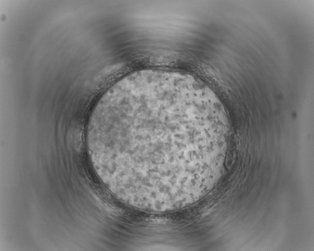 X0000088390741200706121209