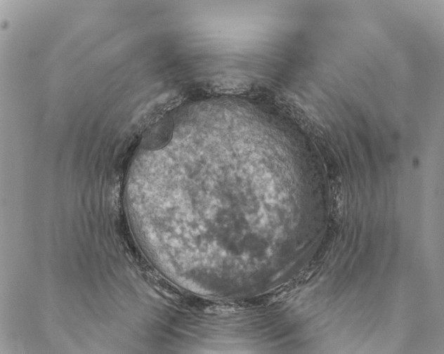 X0000088390745200706121209