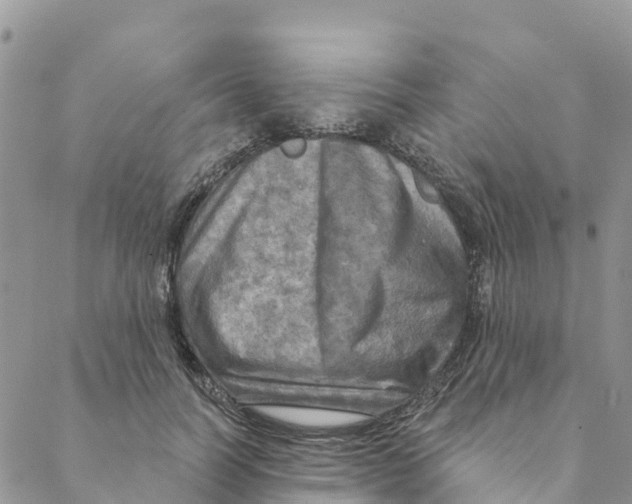 X0000088390746200706121209