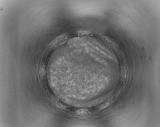 X0000088390761200706121210