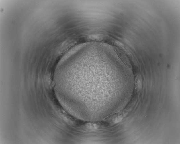 X0000088390764200706121210