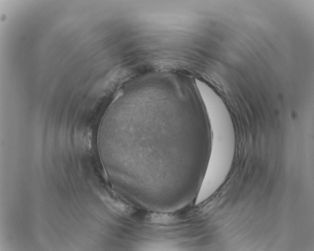 X0000088390766200706121210