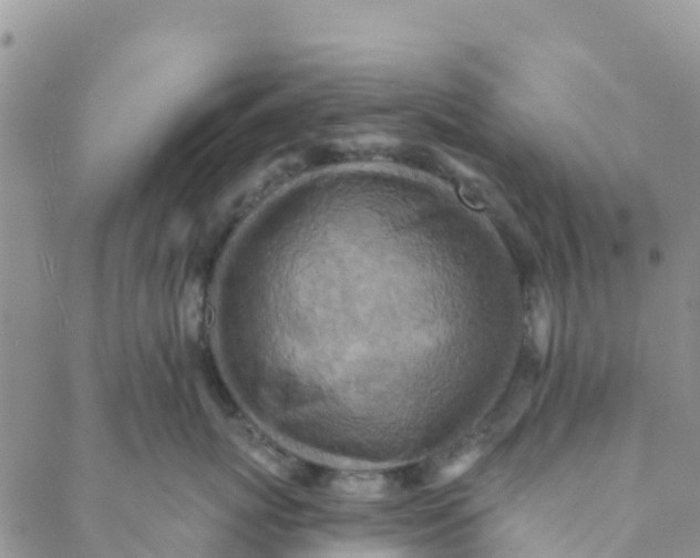 X0000088390767200706121210