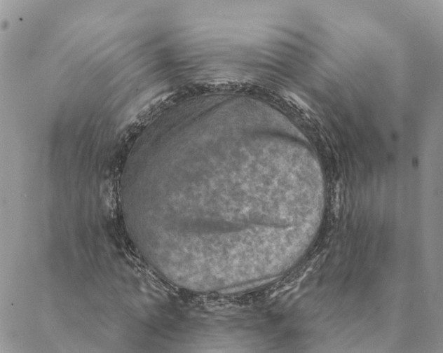 X0000088390774200706121209