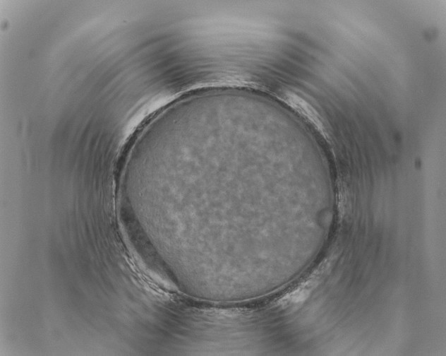 X0000088390781200706121209