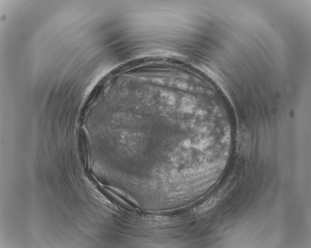 X0000088390783200706121209