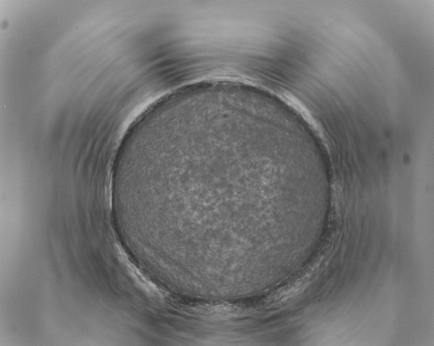 X0000088390791200706121209