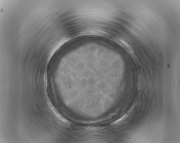 X0000088390796200706121209