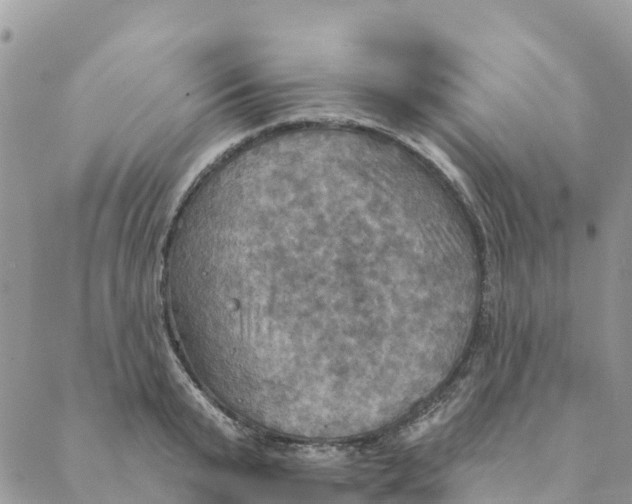 X0000088390799200706121208