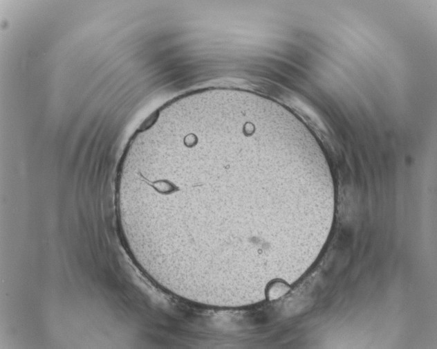 X0000088390808200706121208