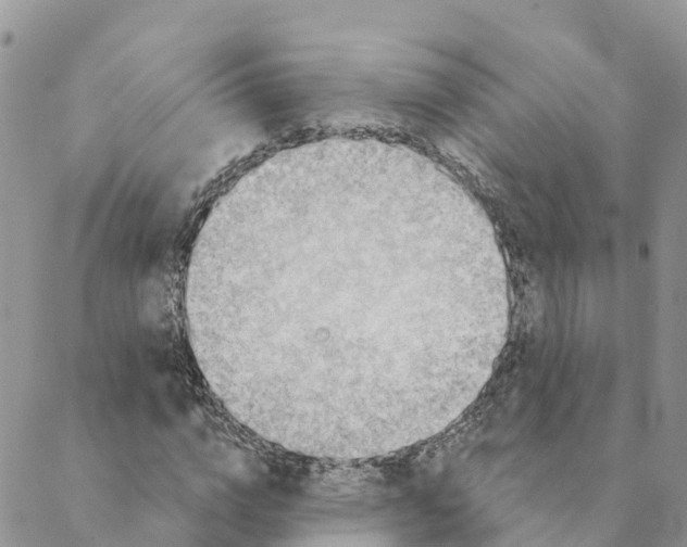 X0000088390824200706121208