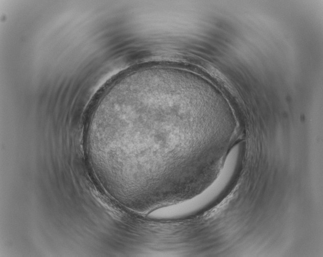 X0000088390830200706121208