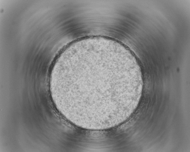 X0000088390832200706121208