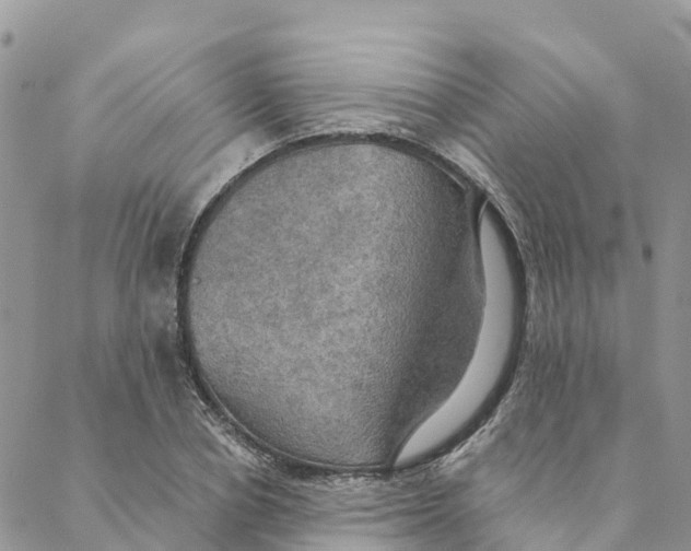 X0000088390834200706121208