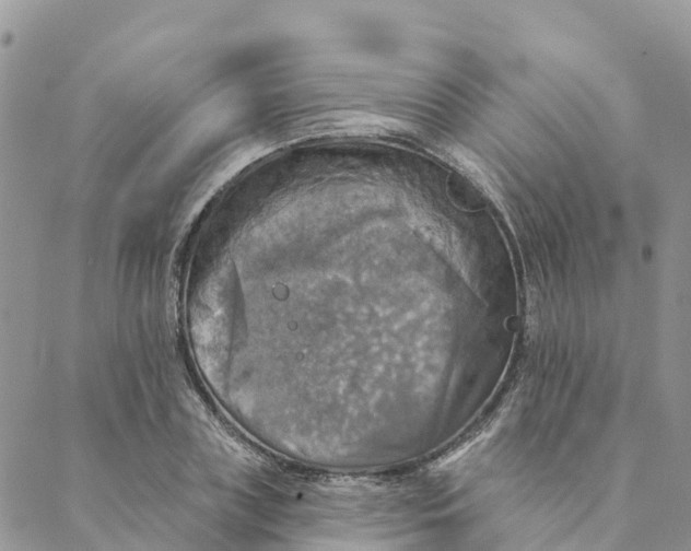 X0000088390835200706121208