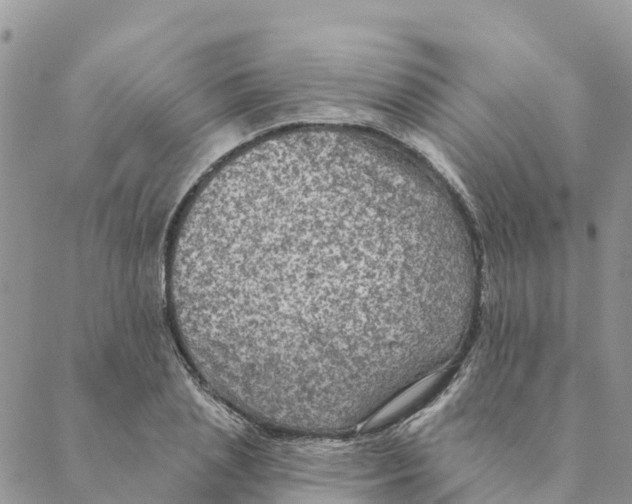 X0000088390837200706121208