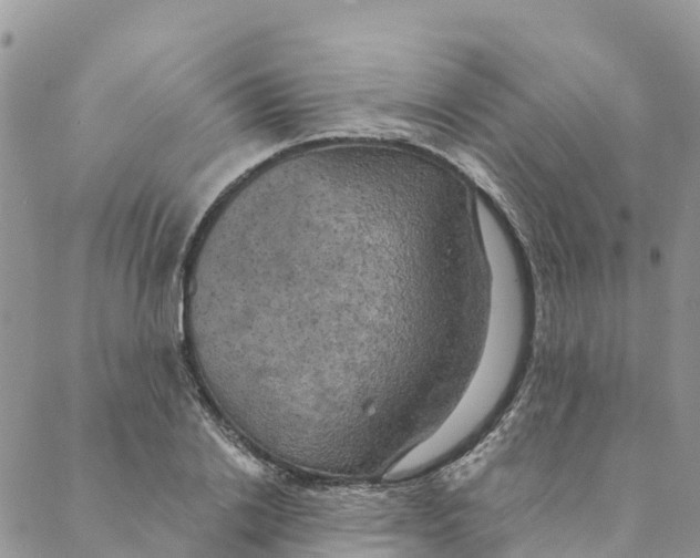 X0000088390838200706121208