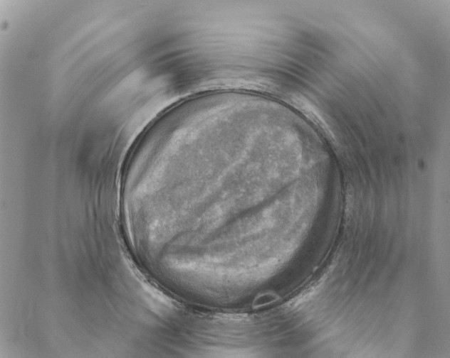 X0000088390844200706121208