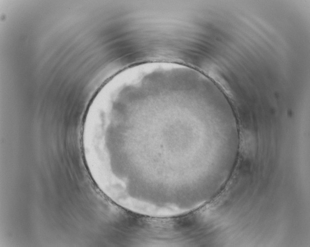 X0000088390856200706121208