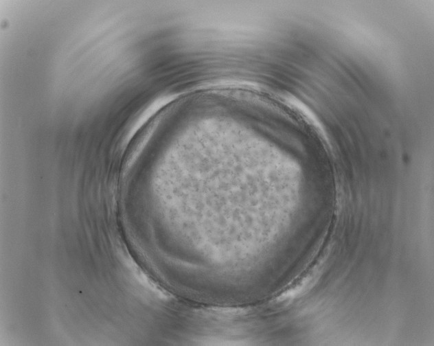 X0000088390860200706121208