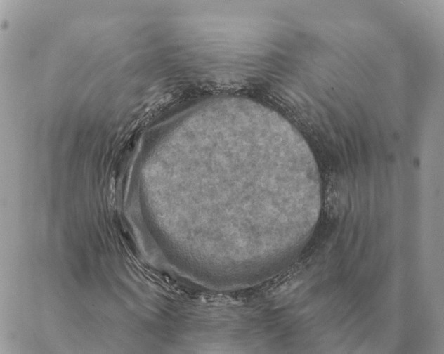 X0000088390866200706121207