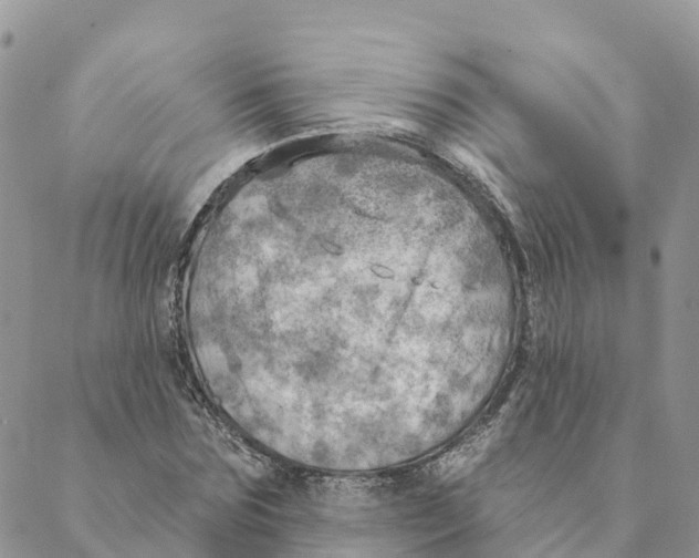 X0000088390875200706121207