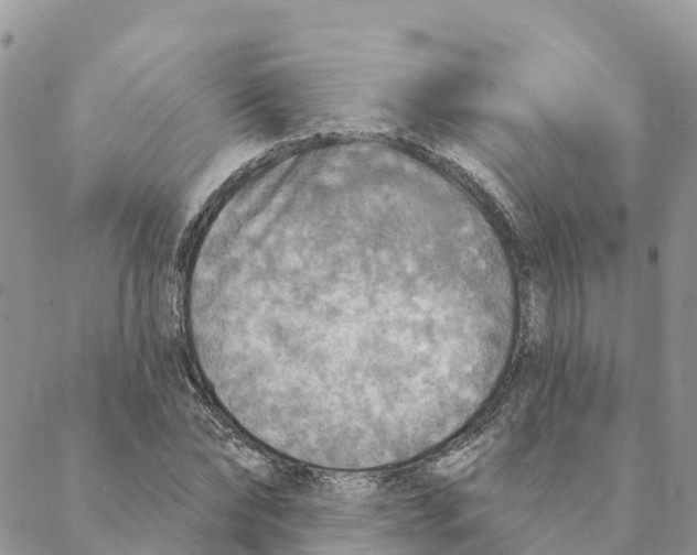 X0000088390878200706121207