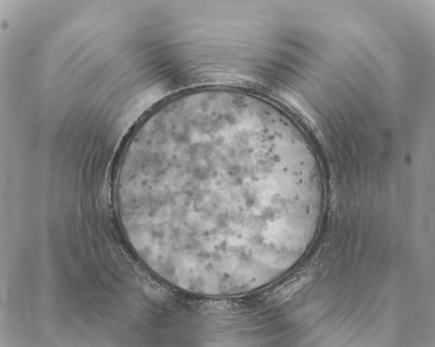 X0000088390883200706121207