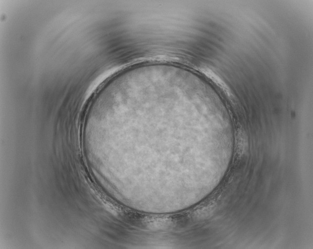 X0000088390886200706121207