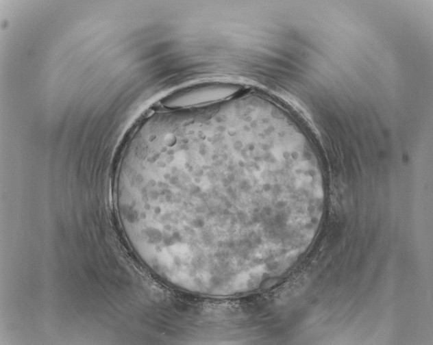 X0000088390887200706121207