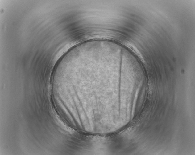 X0000088390890200706121207