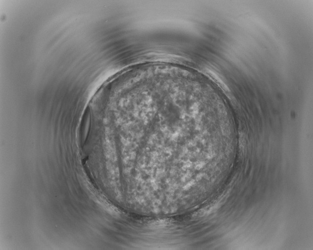 X0000088390891200706121207